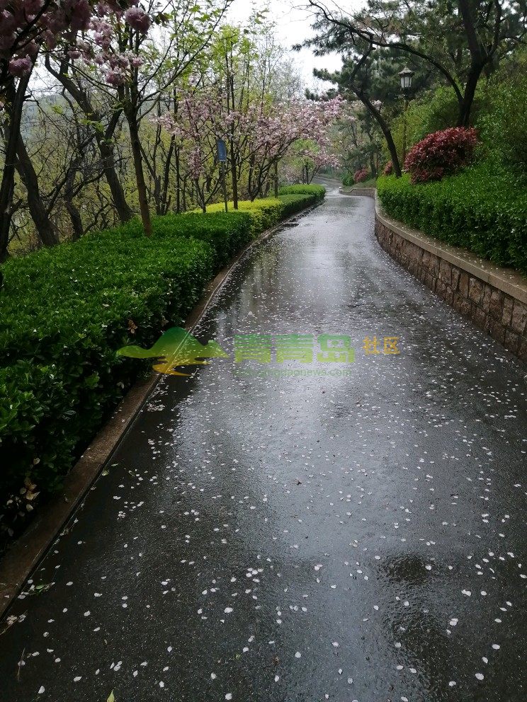 花瓣雨美极了,让人想起葬花吟,可惜黛玉与花无处寻.