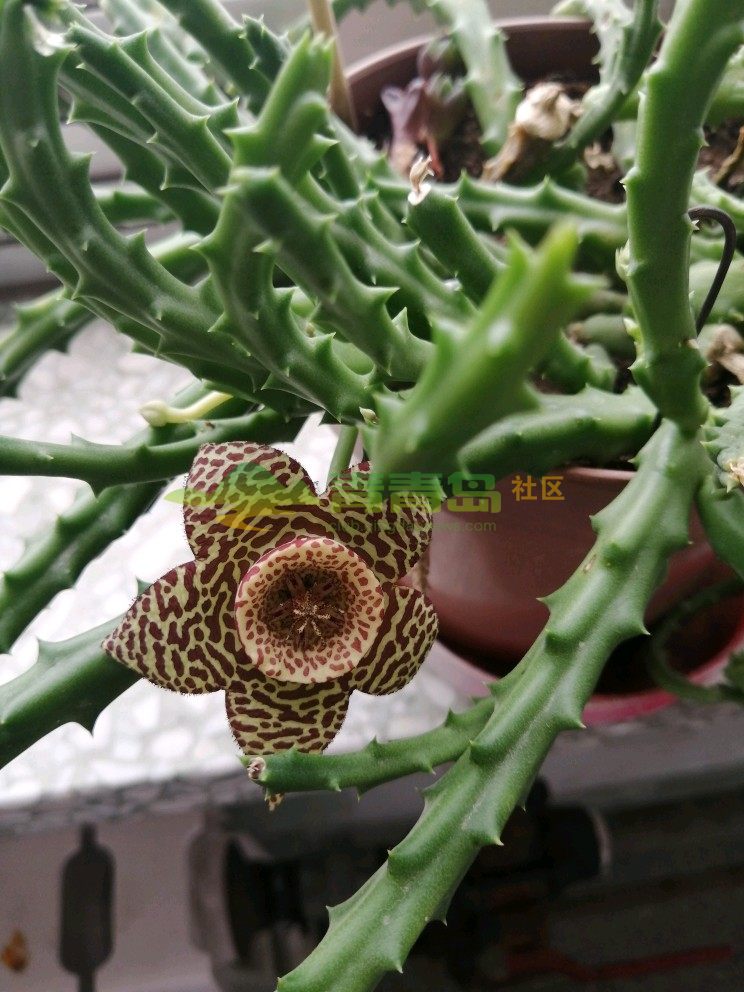 大花犀牛角开花了,花挺漂亮,但是味道太难闻了.