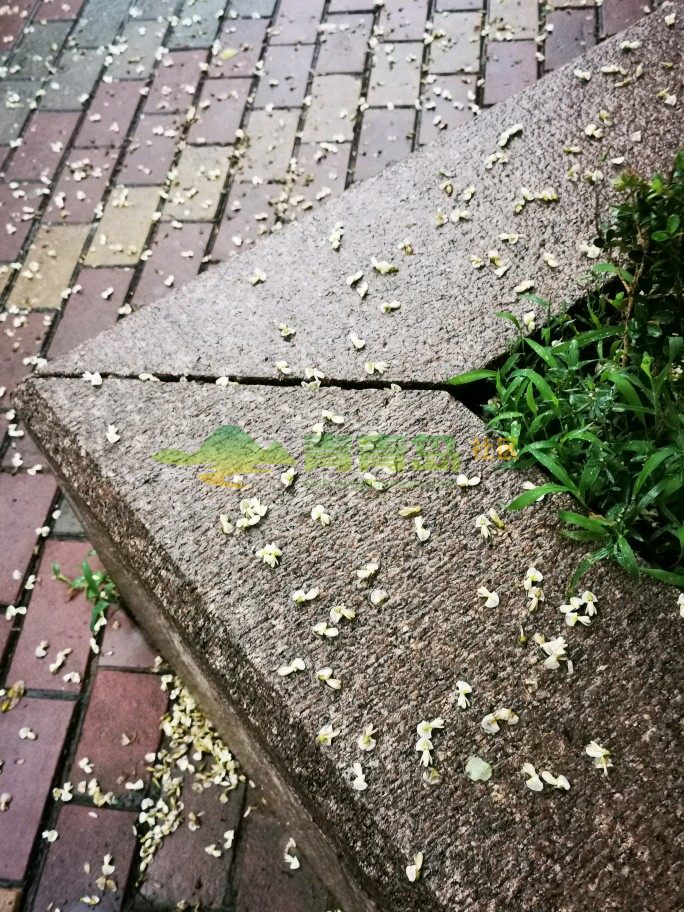 青岛槐花第二春,落蕊遍地生金银.