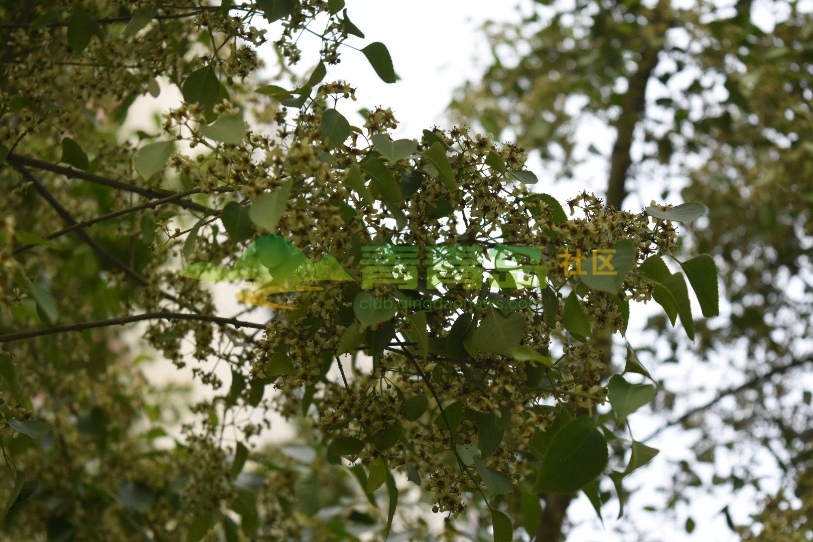 白杜花开
