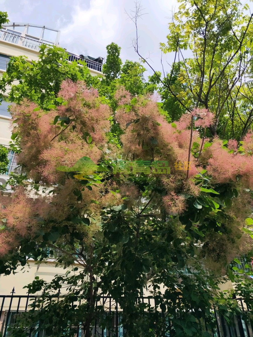 此树学名黄栌,俗称"烟树"给人一种如烟似雾的感觉,非常有诗意
