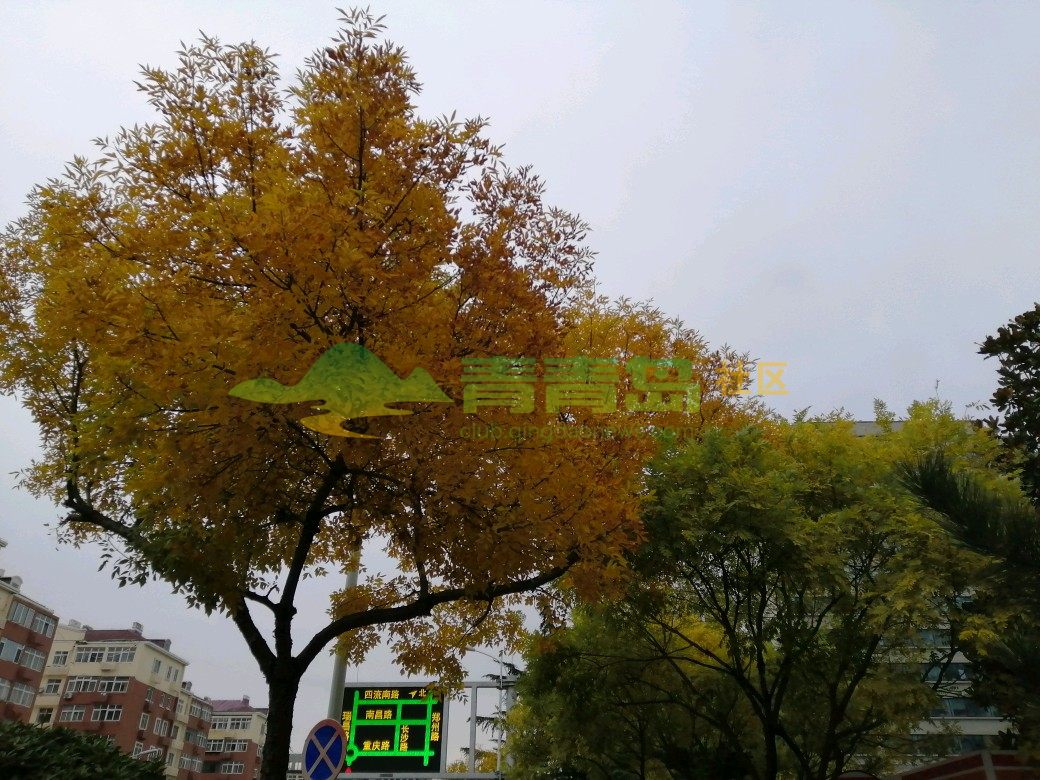 秋 从来不语 却丰收了世界 花 从来不言 却芬芳了人间 真诚