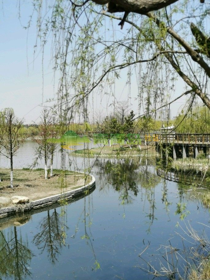 春天的胶州少海湿地公园,桃红柳绿.