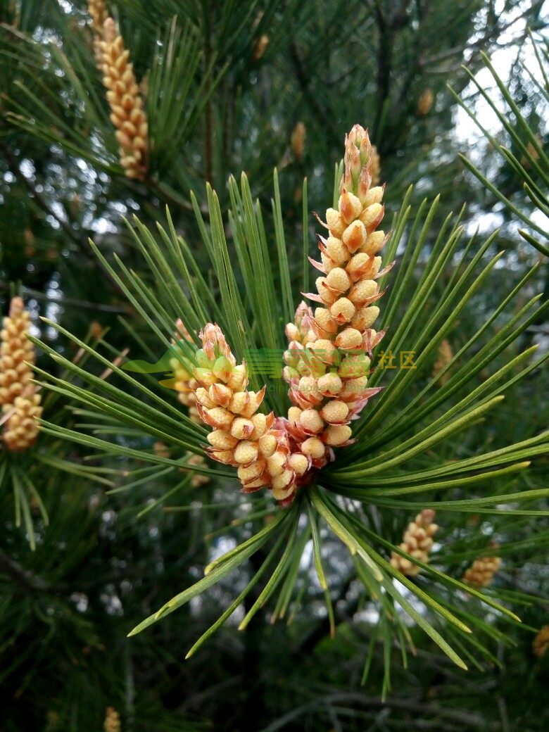 第一次发现这种松树开花挺漂亮的,查了一下是白皮松.